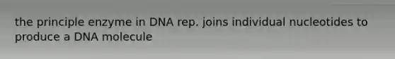 the principle enzyme in DNA rep. joins individual nucleotides to produce a DNA molecule