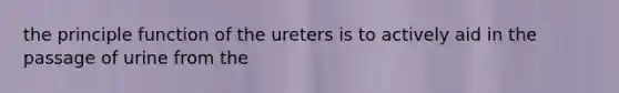 the principle function of the ureters is to actively aid in the passage of urine from the