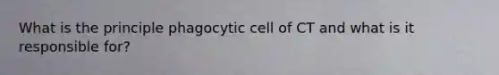 What is the principle phagocytic cell of CT and what is it responsible for?