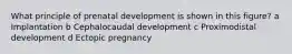 What principle of prenatal development is shown in this figure? a Implantation b Cephalocaudal development c Proximodistal development d Ectopic pregnancy