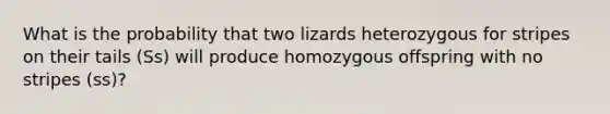 What is the probability that two lizards heterozygous for stripes on their tails (Ss) will produce homozygous offspring with no stripes (ss)?