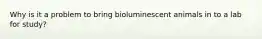 Why is it a problem to bring bioluminescent animals in to a lab for study?