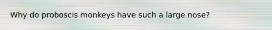 Why do proboscis monkeys have such a large nose?