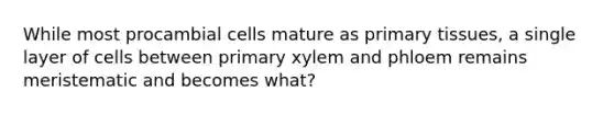 While most procambial cells mature as primary tissues, a single layer of cells between primary xylem and phloem remains meristematic and becomes what?