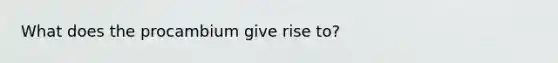 What does the procambium give rise to?