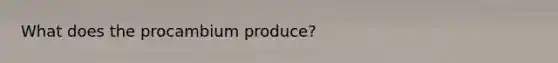 What does the procambium produce?