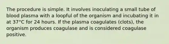 The procedure is simple. It involves inoculating a small tube of blood plasma with a loopful of the organism and incubating it in at 37°C for 24 hours. If the plasma coagulates (clots), the organism produces coagulase and is considered coagulase positive.