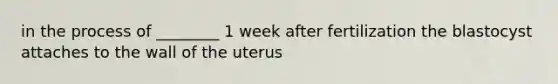 in the process of ________ 1 week after fertilization the blastocyst attaches to the wall of the uterus