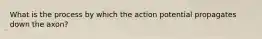 What is the process by which the action potential propagates down the axon?