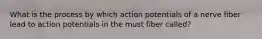 What is the process by which action potentials of a nerve fiber lead to action potentials in the must fiber called?