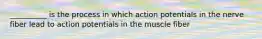 __________ is the process in which action potentials in the nerve fiber lead to action potentials in the muscle fiber