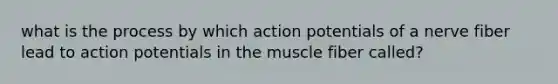 what is the process by which action potentials of a nerve fiber lead to action potentials in the muscle fiber called?