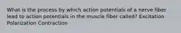 What is the process by which action potentials of a nerve fiber lead to action potentials in the muscle fiber called? Excitation Polarization Contraction