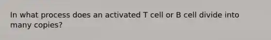 In what process does an activated T cell or B cell divide into many copies?