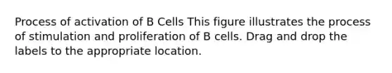 Process of activation of B Cells This figure illustrates the process of stimulation and proliferation of B cells. Drag and drop the labels to the appropriate location.