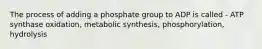 The process of adding a phosphate group to ADP is called - ATP synthase oxidation, metabolic synthesis, phosphorylation, hydrolysis