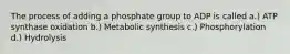 The process of adding a phosphate group to ADP is called a.) ATP synthase oxidation b.) Metabolic synthesis c.) Phosphorylation d.) Hydrolysis