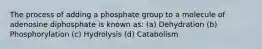 The process of adding a phosphate group to a molecule of adenosine diphosphate is known as: (a) Dehydration (b) Phosphorylation (c) Hydrolysis (d) Catabolism