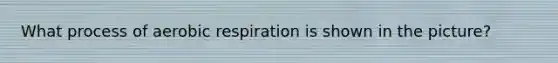 What process of aerobic respiration is shown in the picture?