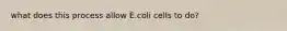 what does this process allow E.coli cells to do?