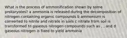 What is the process of ammonification shown by some prokaryotes? a ammonia is released during the decomposition of nitrogen-containing organic compounds b ammonium is converted to nitrite and nitrate in soils c nitrate from soil is transformed to gaseous nitrogen compounds such as , , and d gaseous nitrogen is fixed to yield ammonia