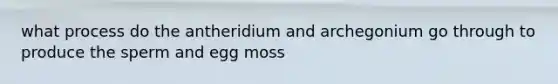 what process do the antheridium and archegonium go through to produce the sperm and egg moss