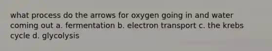 what process do the arrows for oxygen going in and water coming out a. fermentation b. electron transport c. the krebs cycle d. glycolysis