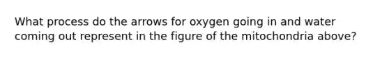 What process do the arrows for oxygen going in and water coming out represent in the figure of the mitochondria above?