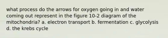 what process do the arrows for oxygen going in and water coming out represent in the figure 10-2 diagram of the mitochondria? a. electron transport b. fermentation c. glycolysis d. the krebs cycle