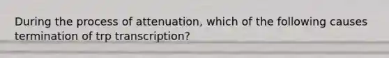 During the process of attenuation, which of the following causes termination of trp transcription?