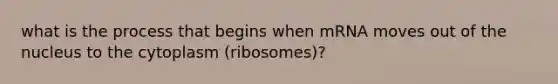 what is the process that begins when mRNA moves out of the nucleus to the cytoplasm (ribosomes)?