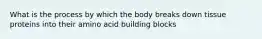 What is the process by which the body breaks down tissue proteins into their amino acid building blocks