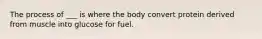 The process of ___ is where the body convert protein derived from muscle into glucose for fuel.