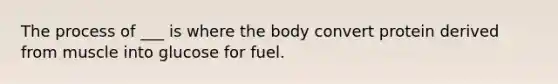 The process of ___ is where the body convert protein derived from muscle into glucose for fuel.