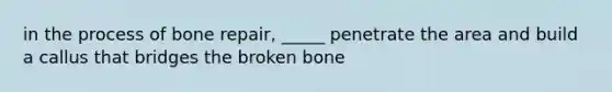 in the process of bone repair, _____ penetrate the area and build a callus that bridges the broken bone