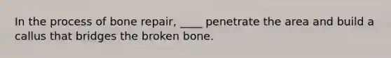 In the process of bone repair, ____ penetrate the area and build a callus that bridges the broken bone.