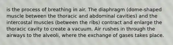 is the process of breathing in air. The diaphragm (dome-shaped muscle between the thoracic and abdominal cavities) and the intercostal muscles (between the ribs) contract and enlarge the thoracic cavity to create a vacuum. Air rushes in through the airways to the alveoli, where the exchange of gases takes place.