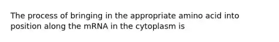 The process of bringing in the appropriate amino acid into position along the mRNA in the cytoplasm is