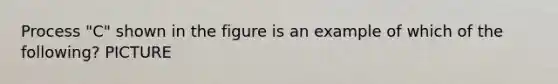 Process "C" shown in the figure is an example of which of the following? PICTURE