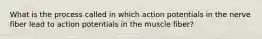 What is the process called in which action potentials in the nerve fiber lead to action potentials in the muscle fiber?