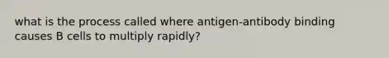 what is the process called where antigen-antibody binding causes B cells to multiply rapidly?