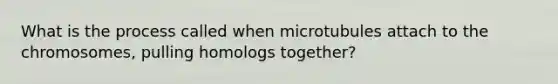 What is the process called when microtubules attach to the chromosomes, pulling homologs together?