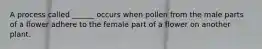 A process called ______ occurs when pollen from the male parts of a flower adhere to the female part of a flower on another plant.