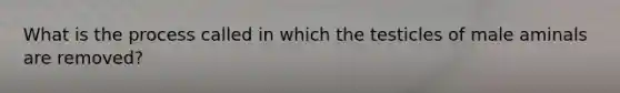 What is the process called in which the testicles of male aminals are removed?