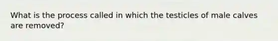 What is the process called in which the testicles of male calves are removed?