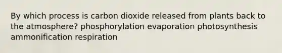 By which process is carbon dioxide released from plants back to the atmosphere? phosphorylation evaporation photosynthesis ammonification respiration