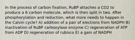 In the process of carbon fixation, RuBP attaches a CO2 to produce a 6 carbon molecule, which is then split in two. After phosphorylation and reduction, what more needs to happen in the Calvin cycle? A) addition of a pair of electrons from NADPH B) inactivation of RuBP carboxylase enzyme C) regeneration of ATP from ADP D) regeneration of rubisco E) a gain of NADPH