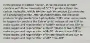 In the process of carbon fixation, three molecules of RuBP combine with three molecules of CO2 to produce three six-carbon molecules, which are then split to produce 12 molecules of 3-phosphoglycerate. After phosphorylation and reduction produce 12 glyceraldehyde 3-phosphate (G3P), what more needs to happen to complete the Calvin cycle? release of one G3P to make sugars and regeneration of NADPH release of one G3P to make sugars and regeneration of RuBP release of two G3P to make sugars and regeneration of RuBP release of one G3P to make sugars and regeneration of citrate release of two G3P to make sugars and regeneration of ATP from ADP