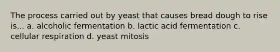 The process carried out by yeast that causes bread dough to rise is... a. alcoholic fermentation b. lactic acid fermentation c. cellular respiration d. yeast mitosis