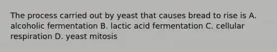 The process carried out by yeast that causes bread to rise is A. alcoholic fermentation B. lactic acid fermentation C. <a href='https://www.questionai.com/knowledge/k1IqNYBAJw-cellular-respiration' class='anchor-knowledge'>cellular respiration</a> D. yeast mitosis